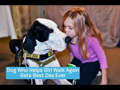 YouTube video about: Can a great dane be a service dog?