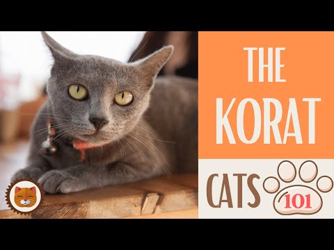 🐱 Cats 101 🐱 KORAT CAT  - Top Cat Facts about the KORAT
