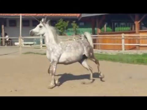 Beautiful Polish mare for sale ift Al Adeed Al Shaqab son