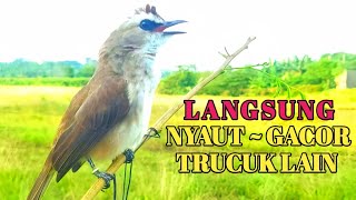 Download lagu Pancingan Trucukan Paling Ampuh 2024  Ampuh Bikin Respon Trucuk Lain Seketika @bobkicau mp3 Download lagu Pancingan Trucukan Paling Ampuh 2024  Ampuh Bikin Respon Trucuk Lain Seketika @bobkicau mp3