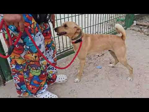 Vídeo de DIXON 