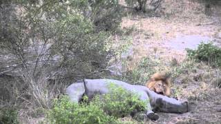 Rhino still Alive when Lions start Feeding on it ! Kruger National Park, South Africa.