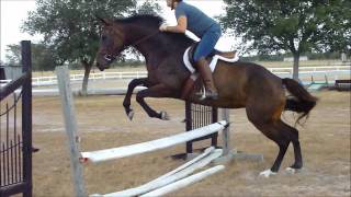 preview picture of video 'Grace's Movie: Appaloosa/TB cross that jumps and moves like a warmblood'