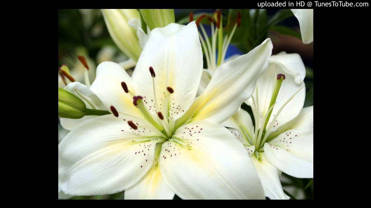 Today's Tango Is... Todo - Carlos Di Sarli c. Roberto Rufino 04-11-1943