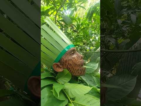 Bird calls #entertainment #shorts #nature #birdsounds #hridoy_r43 #jungle