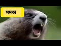 মমতা Guddu O Guddu Guddu Re Shorts Short Viral Youtubeshorts Guddu Comedy Kuddus
