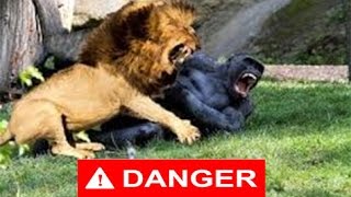 Top 10 Animal Fight  يجب مشاهدته