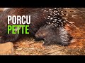 Baby Porcupine ‘Quill’ Melt Your Heart