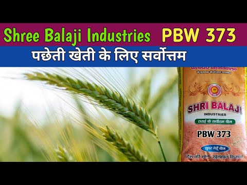pbw 373 | pbw 373 genhu। pbw 373 wheat seed।  pbw 373 production। pbw 373 price। pbw 373 duration