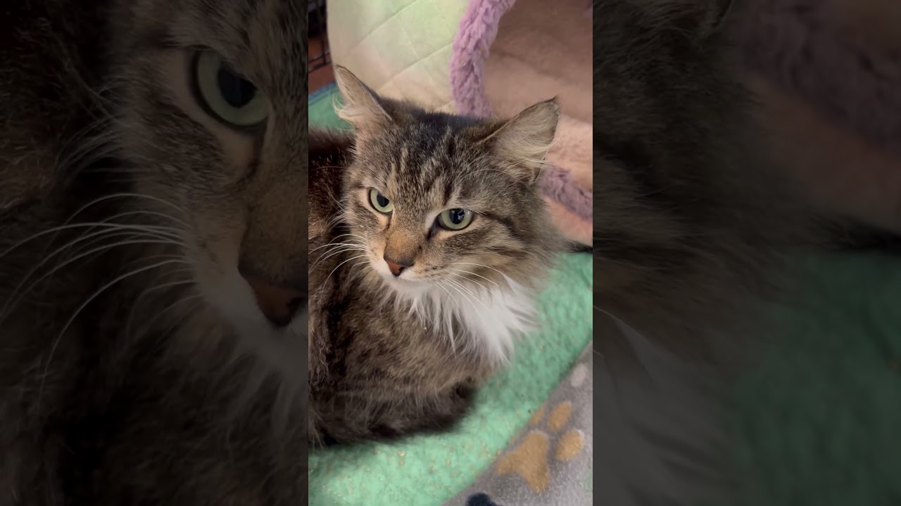 Enlarge Elizabeth, an adopted Domestic Long Hair in Beaufort, SC video 5/6