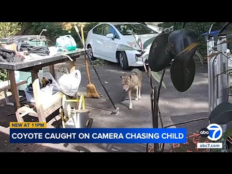 Coyote caught on video chasing 3-year-old boy outside of Pasadena home