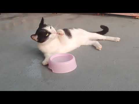 Cat Dip Paw in Bowl to Drink Water - 1056197