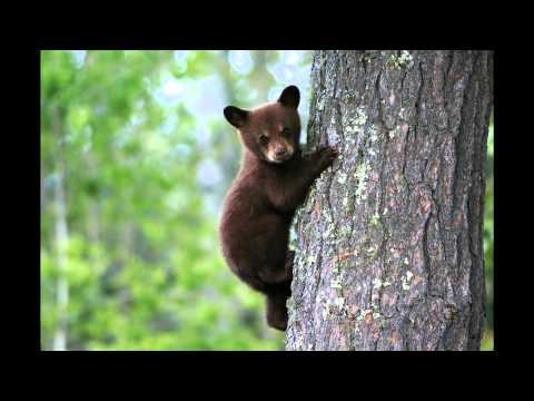 Black Bear Combo - Black Bear Kolo
