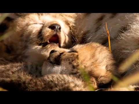 African Cats - Official Trailer [HD]