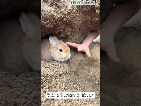 Thỏ con lười ăn đào hang trốn chị chủ dễ thương#shorts