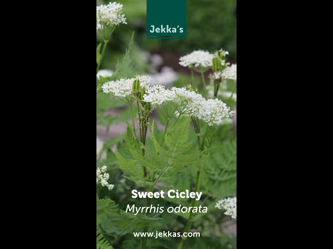 Jekka Herb Stories: Sweet Cicely, Myrrhis odorata.