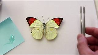 Butterfly & Moth Repair 102