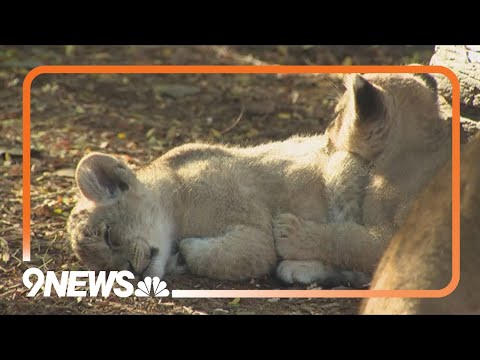 Denver Zoo lion cubs make public debut - YouTube