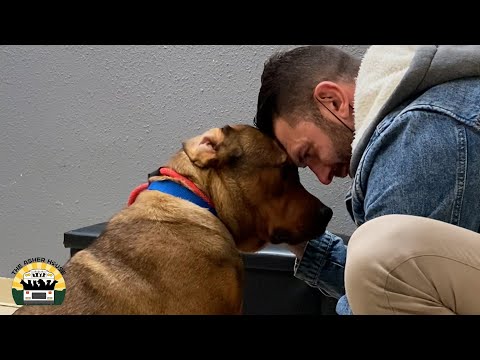 Fostering A 90lb Mastiff That "Didn't Like Men"
