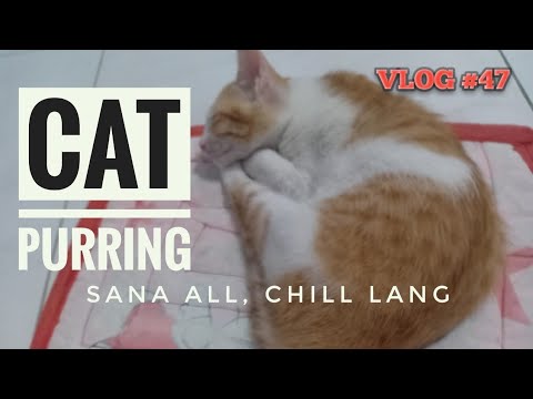 CAT PURRING | WHY CATS PURR | CAT RELAXING SOUND | juliesvlogs 💛