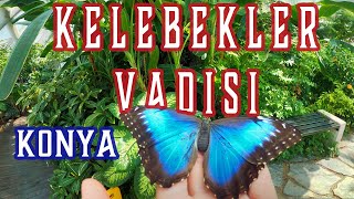 KAFAM KADAR KELEBEK HEM DE KONYA'DA !!!! | KELEBEKLER VADİSİ