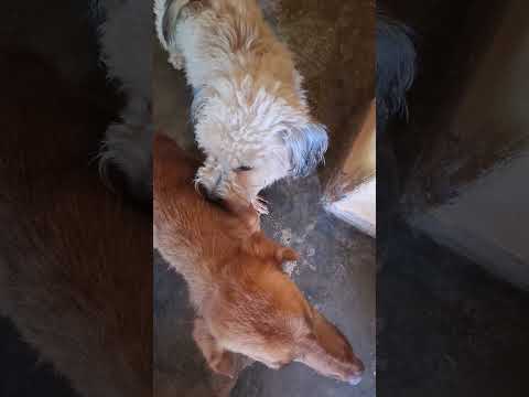 #cahorros #cachorro #gato #gatos #ceará #10mil #viral ##aracoiaba #ce #amo #animais #visualizacao #m