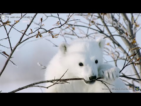 Vlčácké písničky - Grónská písnička
