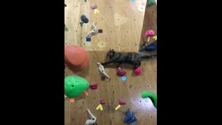 Rock wall climbing cat