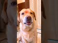 Viral Dog Video Shorts Anant Rastogi