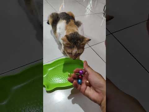 Bagi2 jatah #viral #trendingshorts #imut #cat #fyp