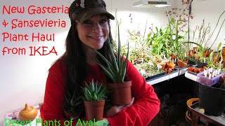 Our Gasteria & Sansevieria Succulent Plant Haul from IKEA #cactiandsucculents #succulents