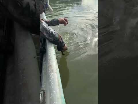 Pesca y liberacion de Picuda en Estacion Cocorna | Puerto Triunfo, Antioquia, Colombia