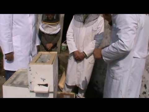 2. Vizita apicultorilor din Suceava la stupia mea 2/5