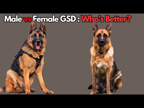 Male vs Female German Shepherds: 8 Key Differences You Should Know