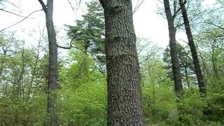 Life Really is a Walk in the Park