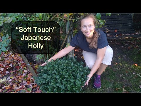 "Soft Touch"Japanese Holly, a fully detailed review