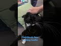 Just The Sweetest Little Tuxie Washing His Face Ear WHY Is This SO CUTE Soxifer