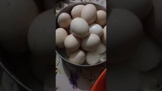 Kadaknath eggs available cost 30 rupees only
