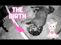 The birth of a foal | Friesian horses