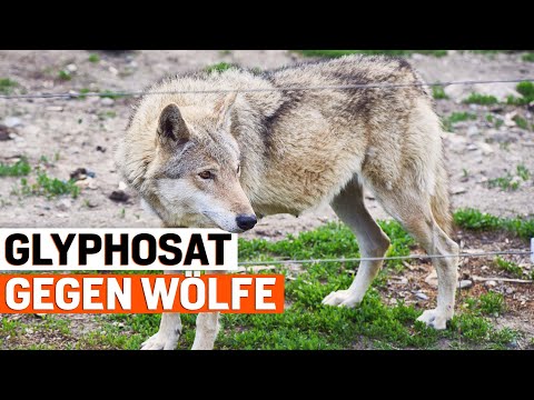 Wolf: So trägt Glyphosat zum Herdenschutz bei