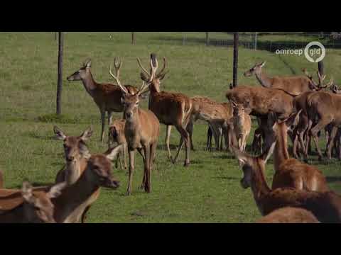 Boer switcht van boerderij naar Edelhertenhouderij - StraalVoorbij
