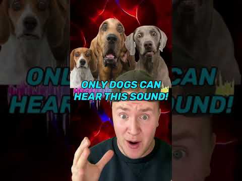 ONLY DOGS CAN HEAR THIS SOUND! #shorts
