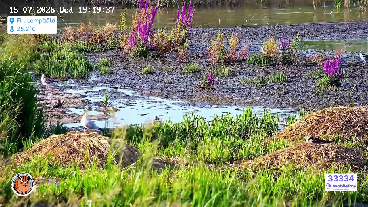 Live webcam view of Lokkisaari Island Bird Cam