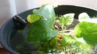 メダカの親子　日常の風景（記録）