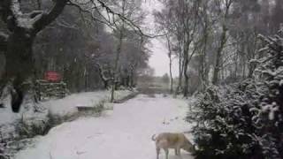 preview picture of video 'Strensall Common In The Snow'