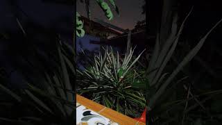 Download lagu Jabing Tusun Ke 18 mp3