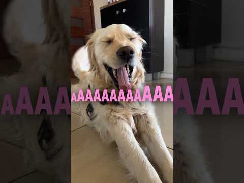 uwielbiam kiedy #piesek ziewa 🙏