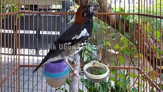 Download lagu ANIS KEMBANG NGEPLONG || pancingan anis kembang ngeplong pagi hari mp3