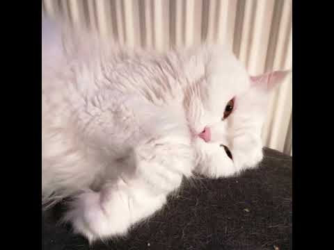 John Borno - Robinistderkingskit