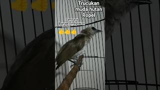Download lagu trucukan muda hutan ropel. #trucukangacor #trucukanropel #trucukanombyokan #mudahutan #birds mp3